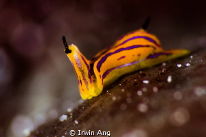 S P E C I A L
Sea slug (Siphopteron tigrinum)
Anilao, P... by Irwin Ang 
